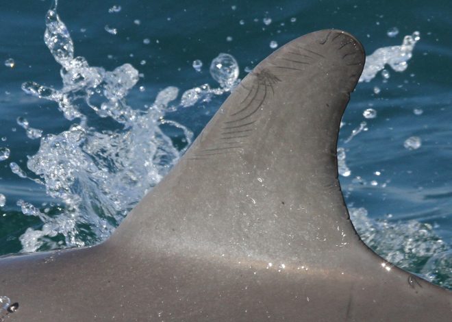 Jenson Button annonce la fin de sa carrière en tant que pilote