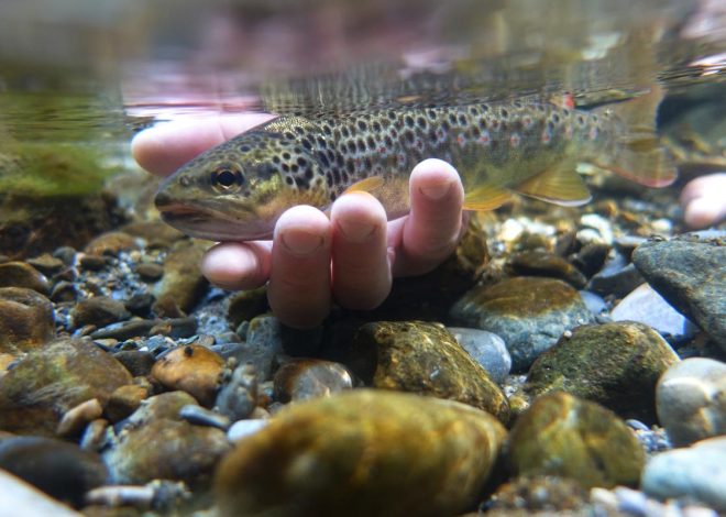 À Buenos Aires, plus d’un demi-million de passionnés se rassemblent pour admirer Colapinto et sa Formule 1… en feu