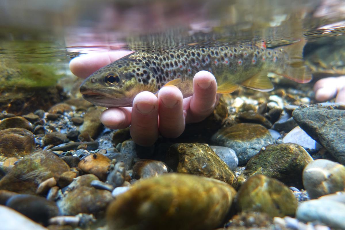 À Buenos Aires, plus d’un demi-million de passionnés se rassemblent pour admirer Colapinto et sa Formule 1… en feu