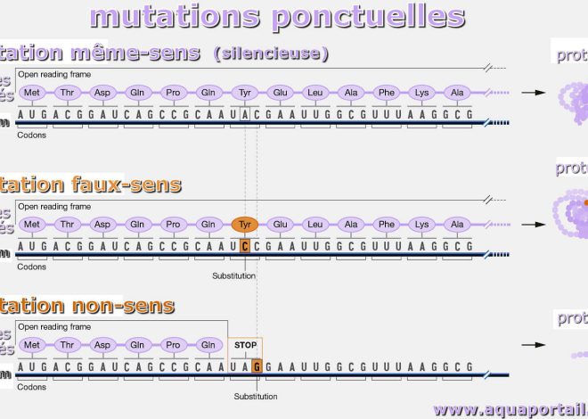 : La Formule 1 en pleine mutation, son ADN préservé ou sacrifié ?