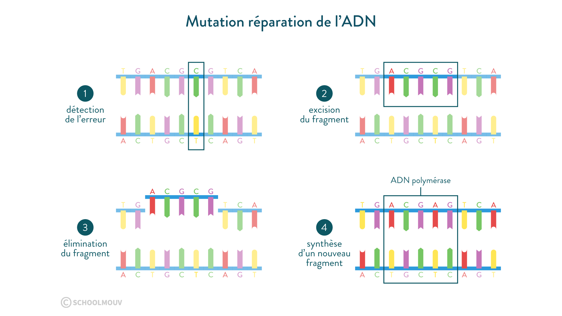 découvrez l'impact des mutations sur l'adn dans le contexte de la formule 1, explorant les liens entre génétique et performances sportives.